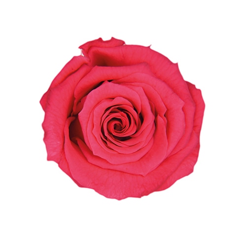 フロールエバー プリザーブドフラワー　ベイビーローズ ホットピンク FL050-08 12輪/箱（ご注文単位1箱）【直送品】