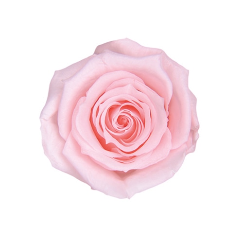 ミルキーピンク