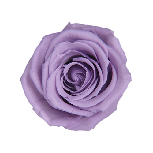 ソフトライラック