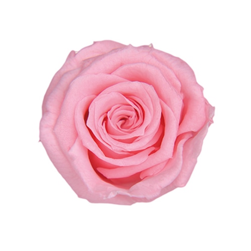 シュガーピンク