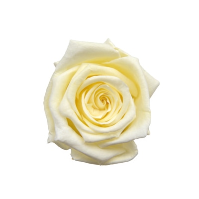 フレンチバニラ