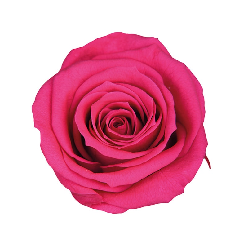 フューシャピンク