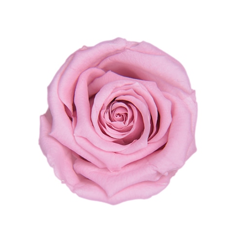 ラベンダーピンク