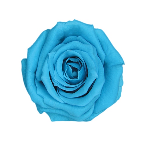 カリビアンブルー