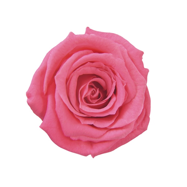 ドルチェピンク