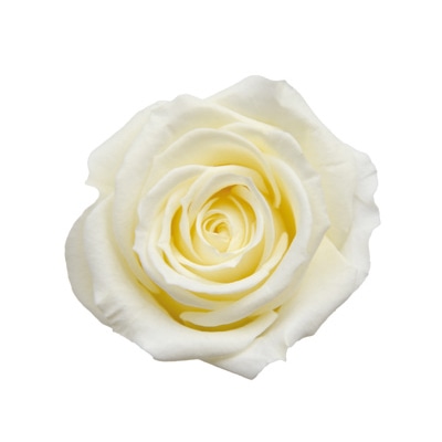 フレンチバニラ