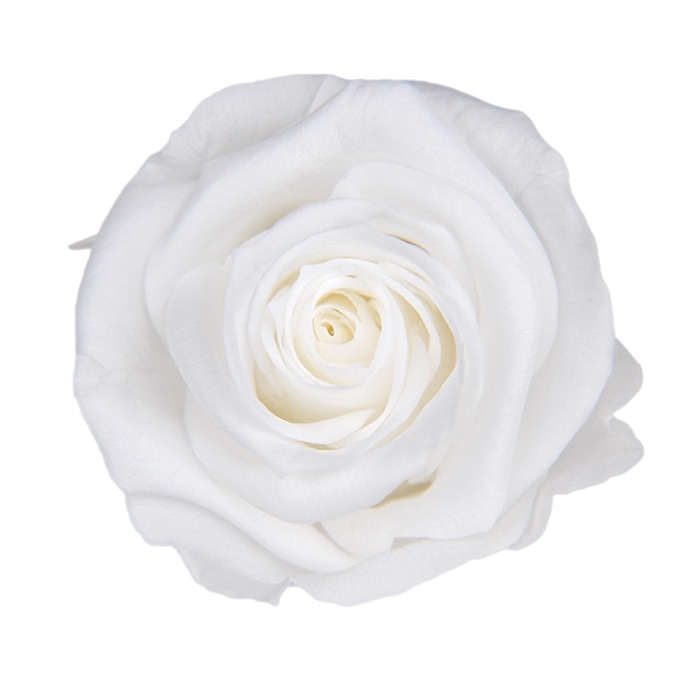 フロールエバー プリザーブドフラワー　スタンダードローズ パールホワイト FL0100-01 6輪/箱（ご注文単位1箱）【直送品】