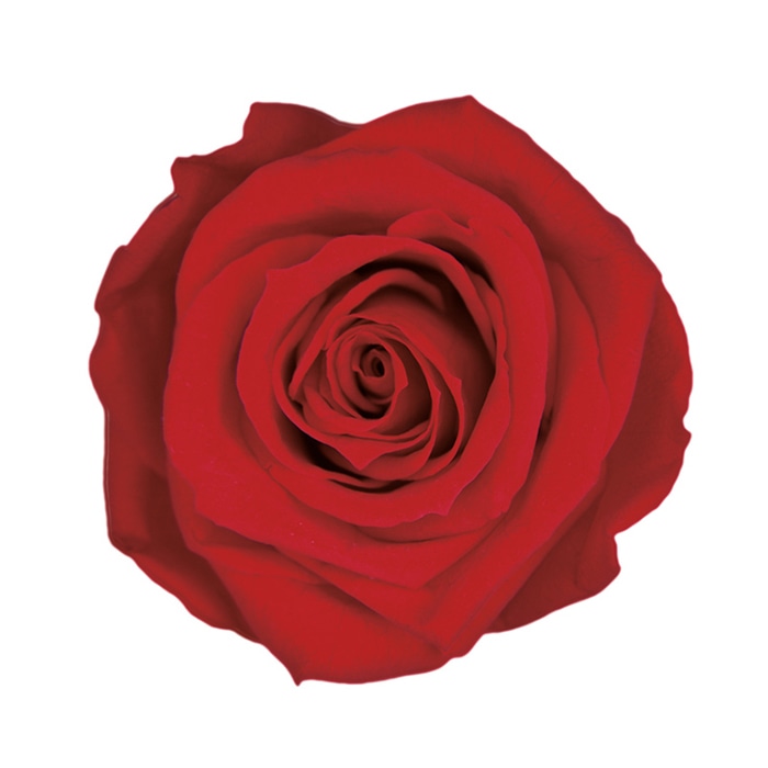 フロールエバー プリザーブドフラワー　スタンダードローズ チェリーレッド FL0100-05 6輪/箱（ご注文単位1箱）【直送品】