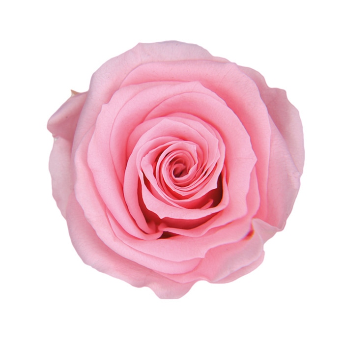 フロールエバー プリザーブドフラワー　スタンダードローズ ベイビーピンク FL0100-07 6輪/箱（ご注文単位1箱）【直送品】