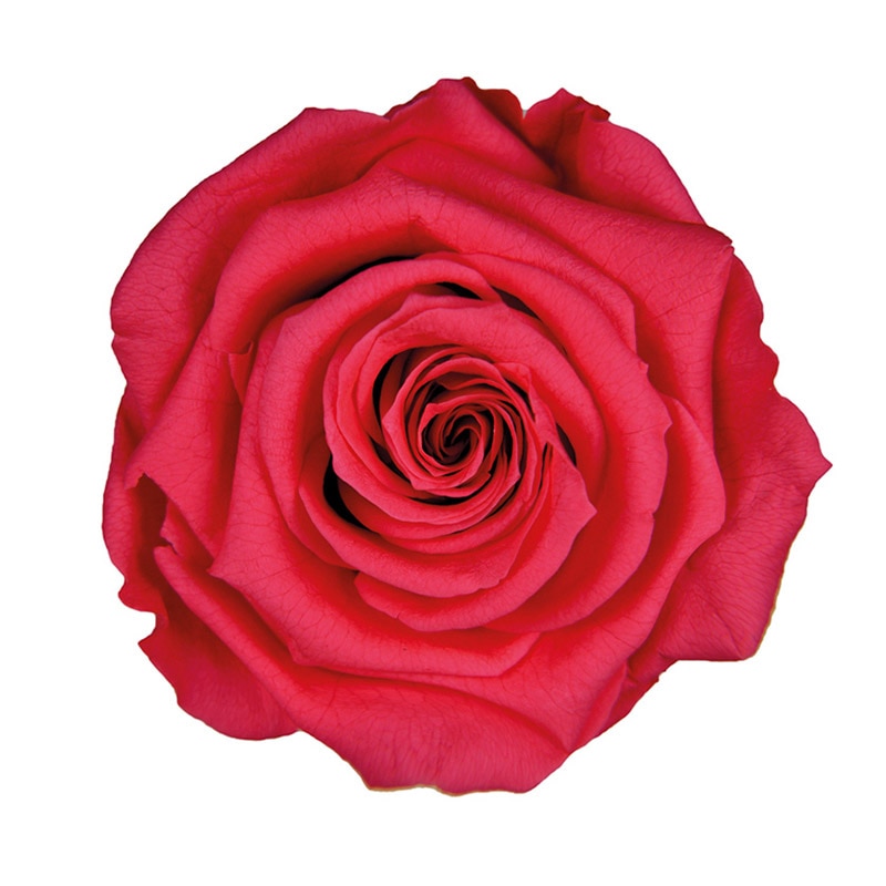 フロールエバー プリザーブドフラワー　スタンダードローズ ホットピンク FL0100-08 6輪/箱（ご注文単位1箱）【直送品】