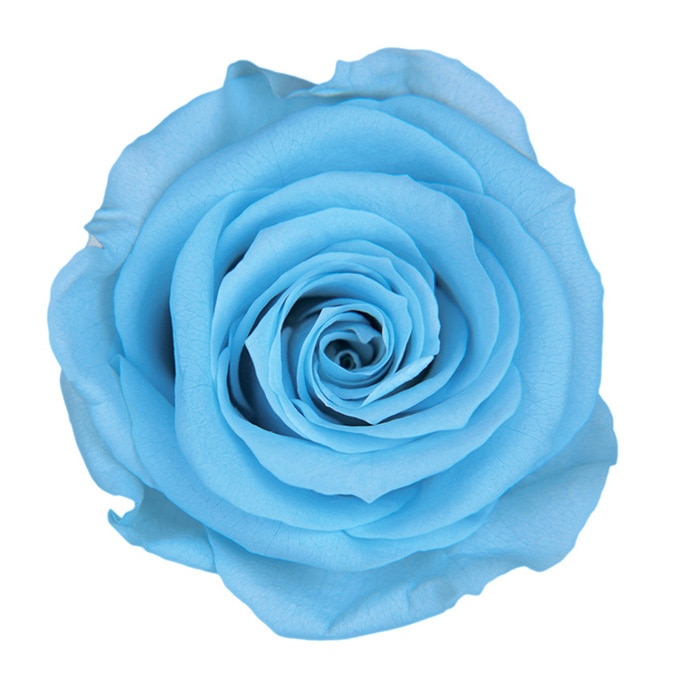 フロールエバー プリザーブドフラワー　スタンダードローズ パウダーブルー FL0100-13 6輪/箱（ご注文単位1箱）【直送品】