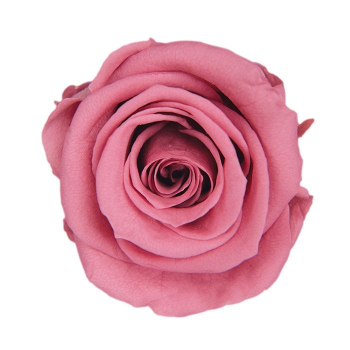 フロールエバー プリザーブドフラワー　スタンダードローズ チェリーブロッサム FL0100-20 6輪/箱（ご注文単位1箱）【直送品】