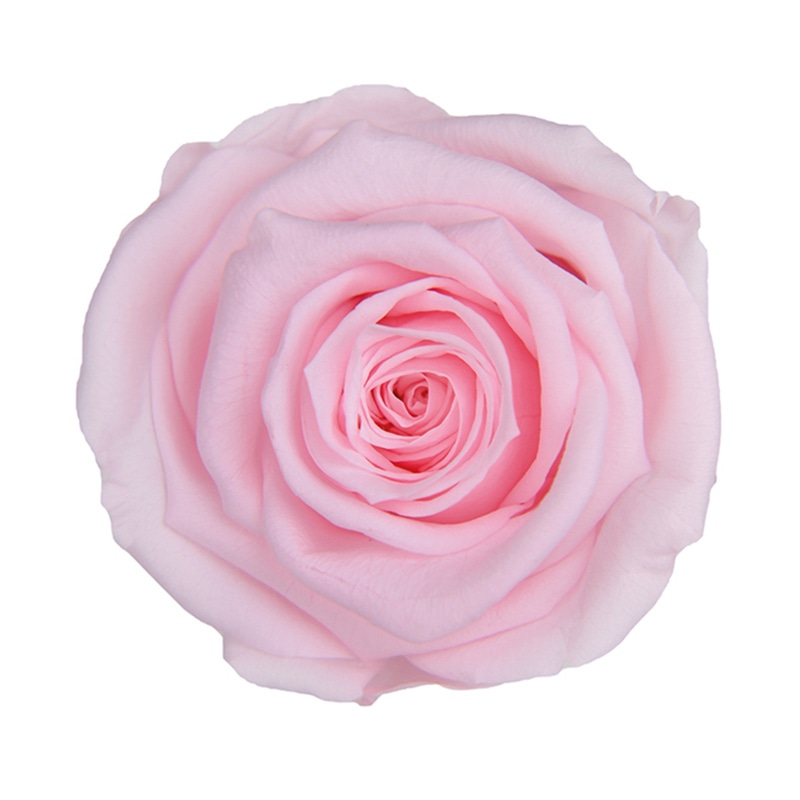 フロールエバー プリザーブドフラワー　スタンダードローズ ミルキーピンク FL0100-30 6輪/箱（ご注文単位1箱）【直送品】