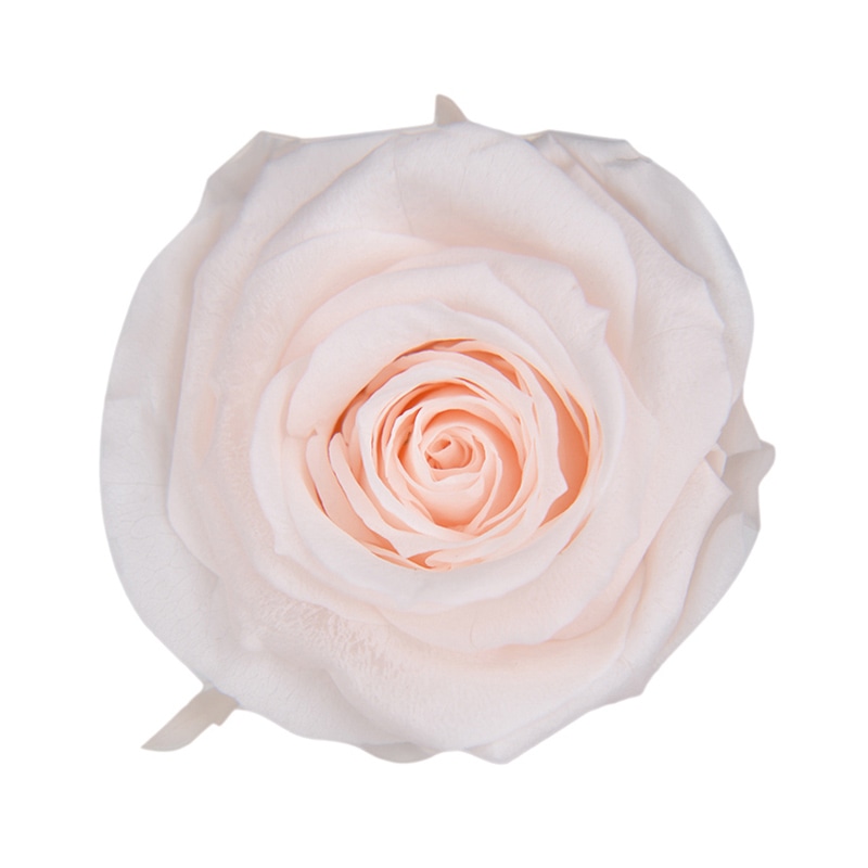 フロールエバー プリザーブドフラワー　スタンダードローズ パンナコッタ FL0100-46 6輪/箱（ご注文単位1箱）【直送品】