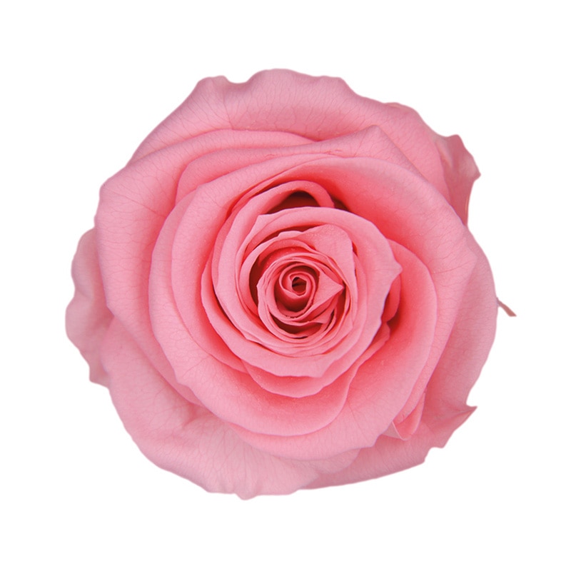 フロールエバー プリザーブドフラワー　スタンダードローズ シュガーピンク FL0100-47 6輪/箱（ご注文単位1箱）【直送品】