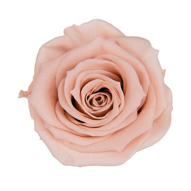 フロールエバー プリザーブドフラワー　スタンダードローズ ヌードピンク FL0100-55 6輪/箱（ご注文単位1箱）【直送品】