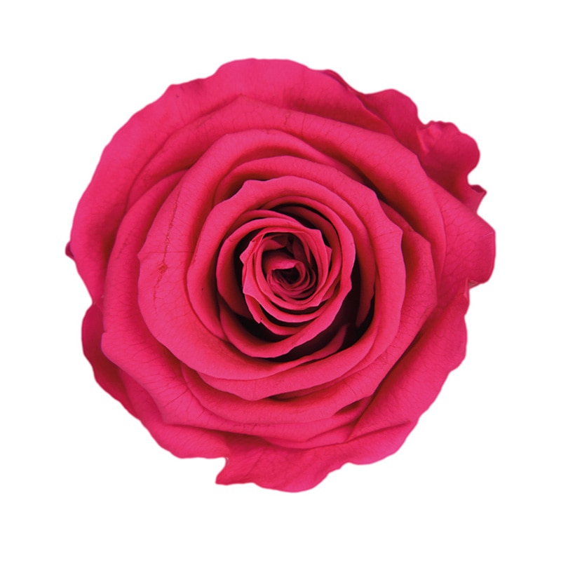 フロールエバー プリザーブドフラワー　スタンダードローズ フューシャピンク FL0100-58 6輪/箱（ご注文単位1箱）【直送品】