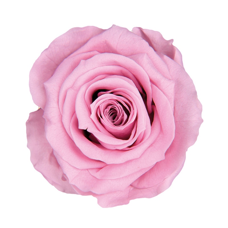 フロールエバー プリザーブドフラワー　スタンダードローズ ラベンダーピンク FL0100-61 6輪/箱（ご注文単位1箱）【直送品】