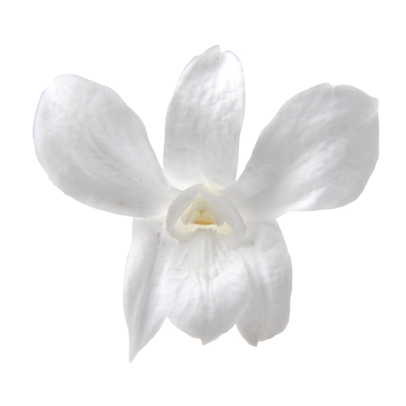 フロールエバー プリザーブドフラワー　デンドロビウムS パールホワイト FL223-01 8輪/箱（ご注文単位1箱）【直送品】