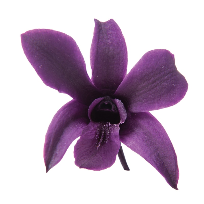 フロールエバー プリザーブドフラワー　デンドロビウムS バイオレット FL223-18 8輪/箱（ご注文単位1箱）【直送品】