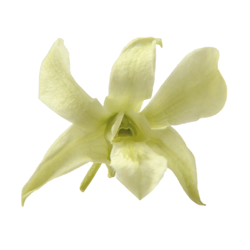 フロールエバー プリザーブドフラワー　デンドロビウムS シトラスグリーン FL223-64 8輪/箱（ご注文単位1箱）【直送品】