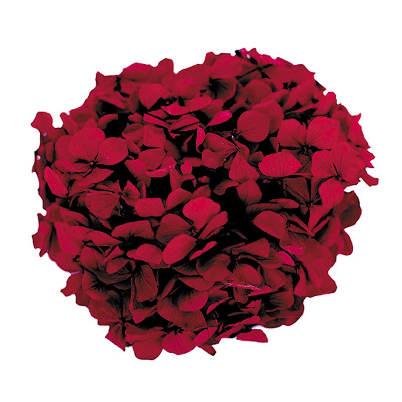 フロールエバー プリザーブドフラワー　アンデスアジサイ ワイン FL291-10 1箱（ご注文単位1箱）【直送品】