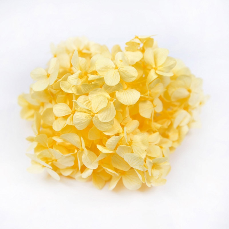 フロールエバー プリザーブドフラワー　アンデスアジサイ ソフトイエロー FL291-15 1箱（ご注文単位1箱）【直送品】