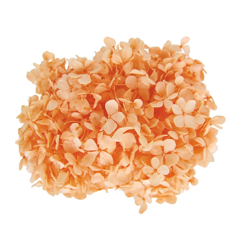 フロールエバー プリザーブドフラワー　アンデスアジサイ シャーベットオレンジ FL291-16 1箱（ご注文単位1箱）【直送品】