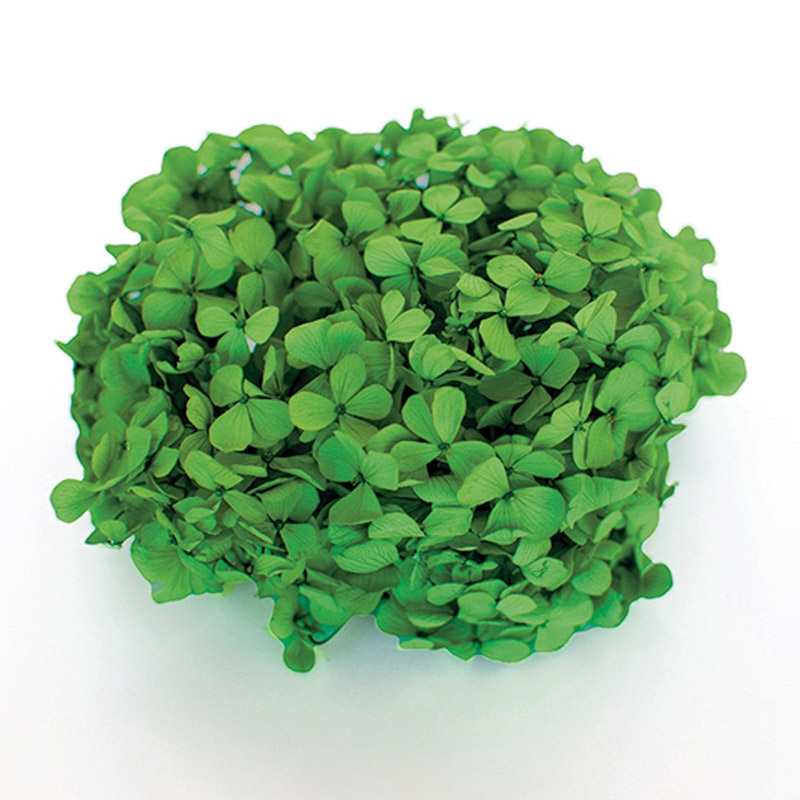 フロールエバー プリザーブドフラワー　アンデスアジサイ グリーン FL291-23 1箱（ご注文単位1箱）【直送品】