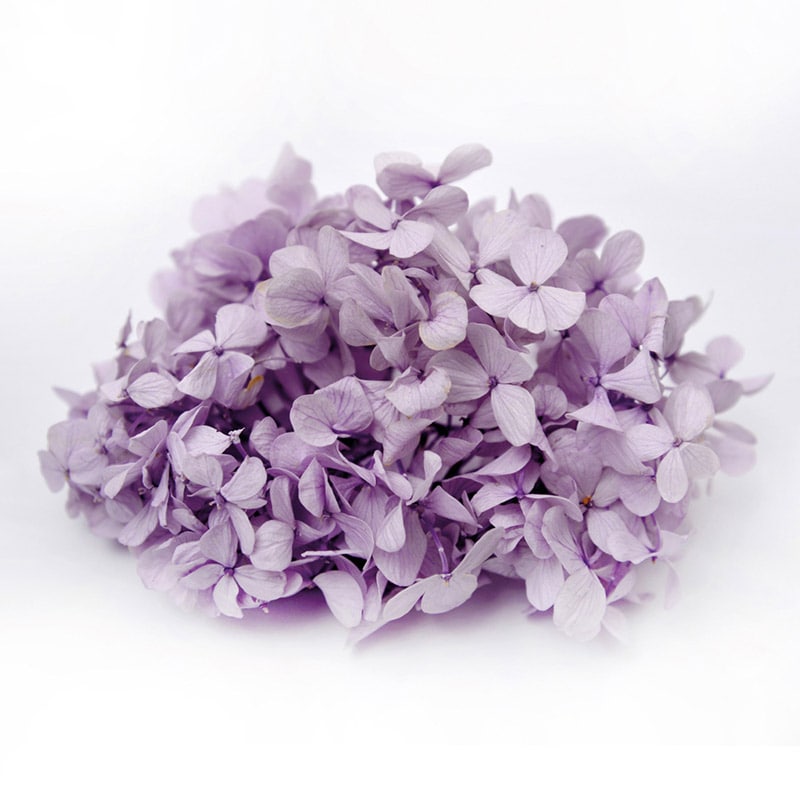 フロールエバー プリザーブドフラワー　アンデスアジサイ ソフトライラック FL291-43 1箱（ご注文単位1箱）【直送品】