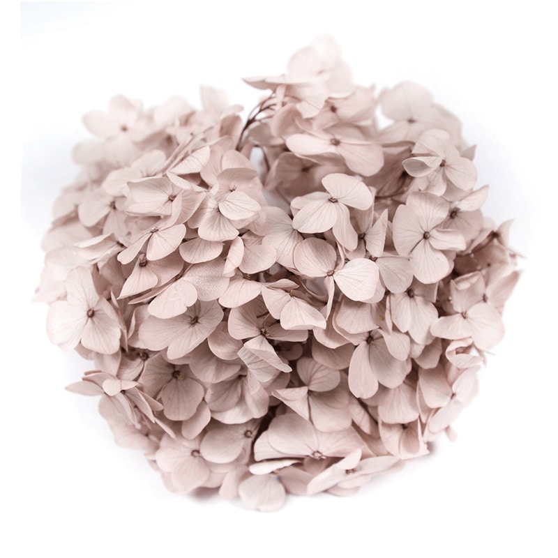 フロールエバー プリザーブドフラワー　アンデスアジサイ ヘーゼルナッツ FL291-44 1箱（ご注文単位1箱）【直送品】