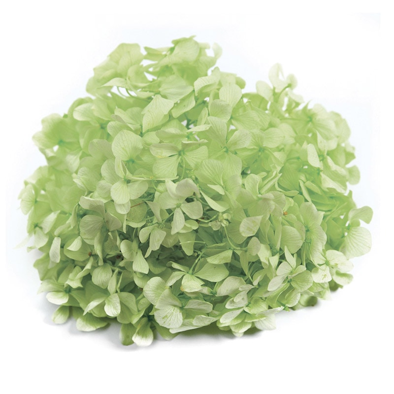 フロールエバー プリザーブドフラワー　アンデスアジサイ シトラスグリーン FL291-64 1箱（ご注文単位1箱）【直送品】