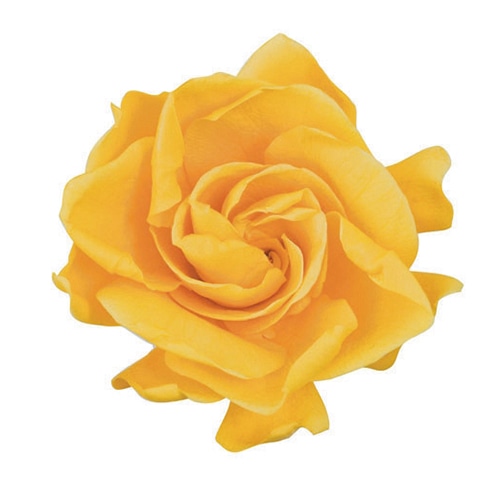 フロールエバー プリザーブドフラワー　ガーデニア ゴールデンイエロー FL312-17 3輪/箱（ご注文単位1箱）【直送品】