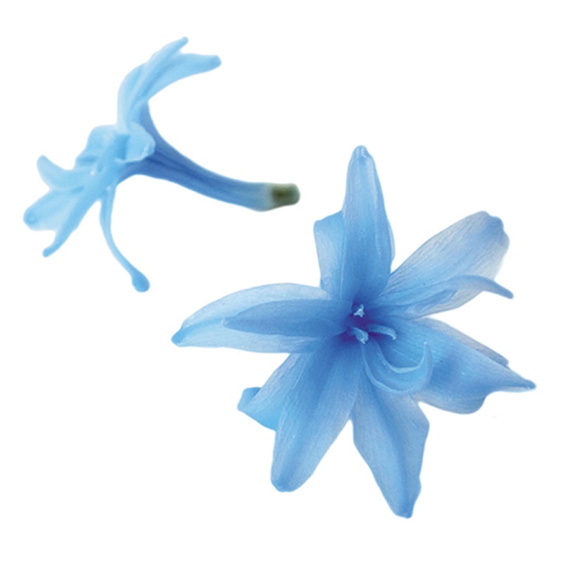 フロールエバー プリザーブドフラワー　チューベローズ パウダーブルー FL330-13 8輪/箱（ご注文単位1箱）【直送品】