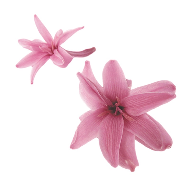 フロールエバー プリザーブドフラワー　チューベローズ ラベンダー FL330-14 8輪/箱（ご注文単位1箱）【直送品】