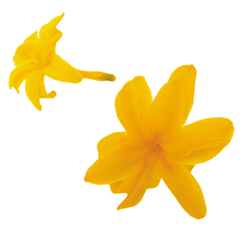 フロールエバー プリザーブドフラワー　チューベローズ ゴールデンイエロー FL330-17 8輪/箱（ご注文単位1箱）【直送品】