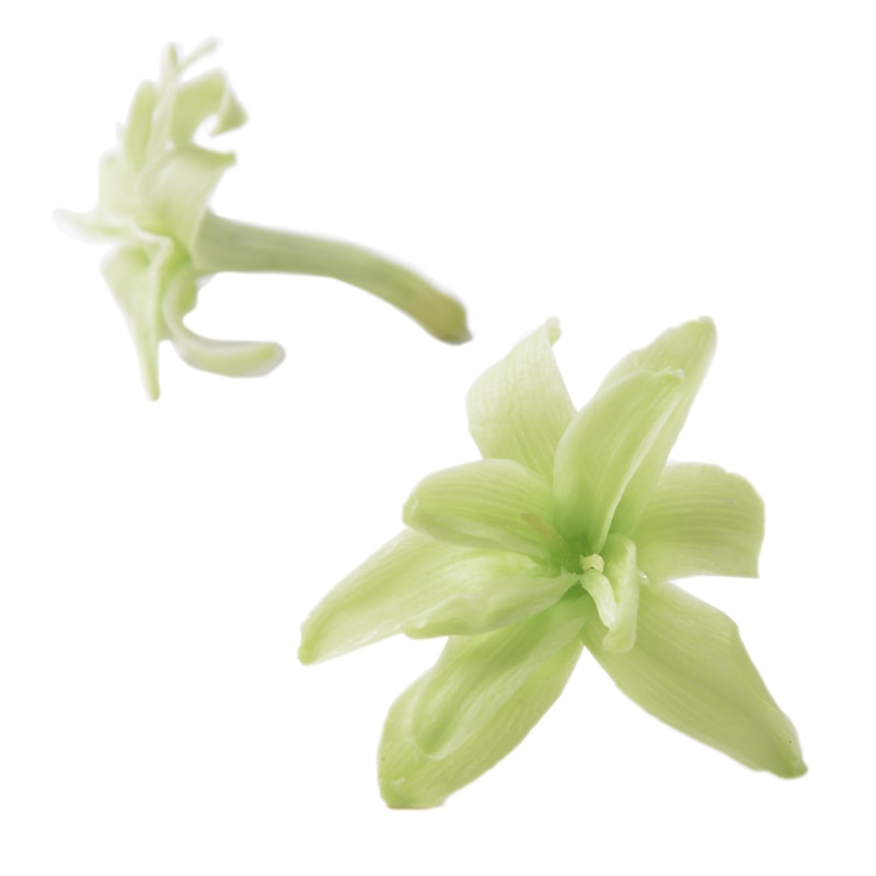 フロールエバー プリザーブドフラワー　チューベローズ シトラスグリーン FL330-64 8輪/箱（ご注文単位1箱）【直送品】