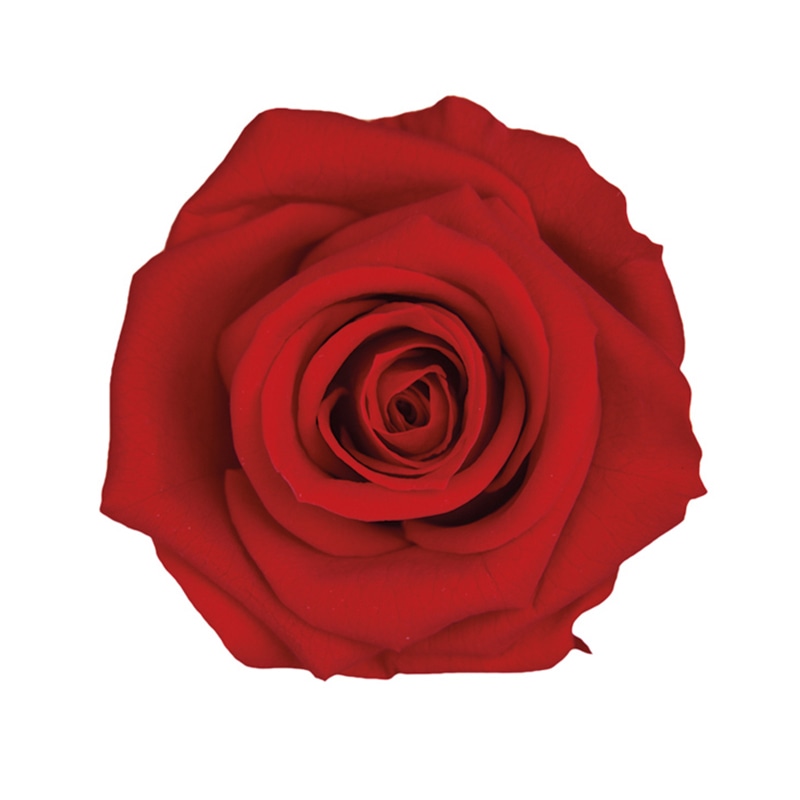 フロールエバー プリザーブドフラワー　メディアナショートローズ チェリーレッド FL034-05 6輪/箱（ご注文単位1箱）【直送品】