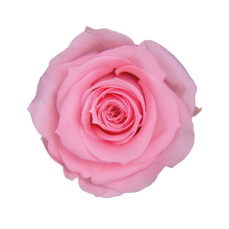 フロールエバー プリザーブドフラワー　メディアナショートローズ ベイビーピンク FL034-07 6輪/箱（ご注文単位1箱）【直送品】