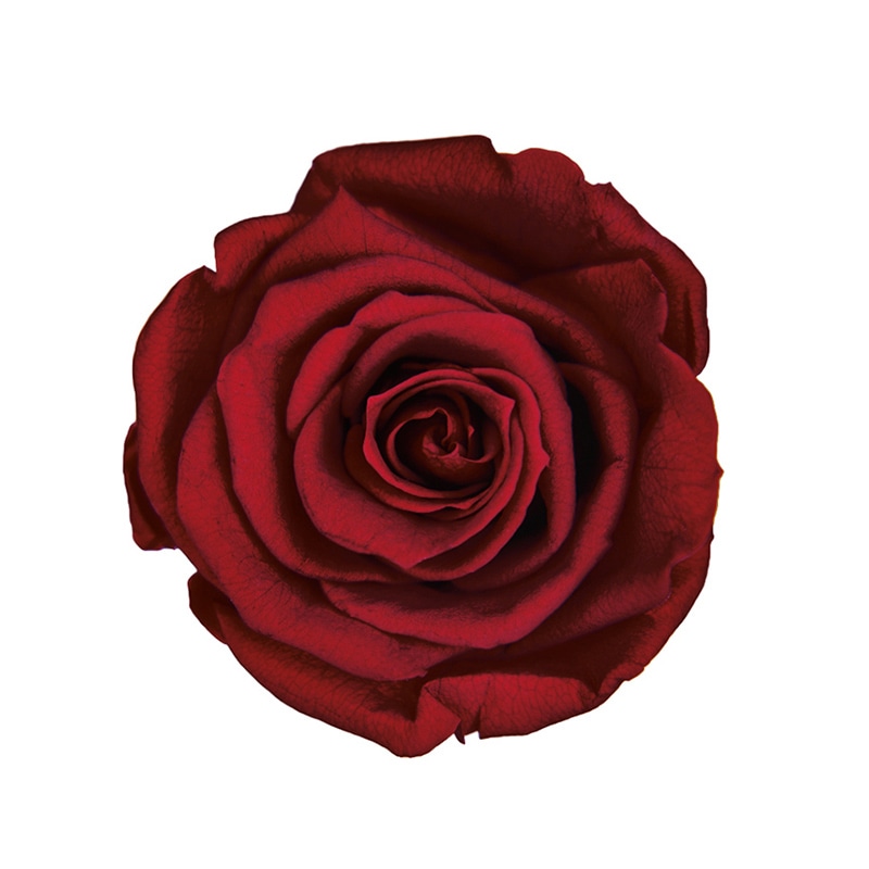 フロールエバー プリザーブドフラワー　メディアナショートローズ ワイン FL034-10 6輪/箱（ご注文単位1箱）【直送品】