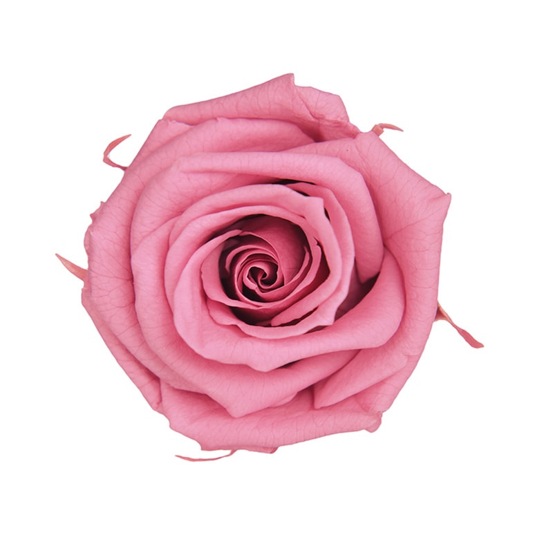 フロールエバー プリザーブドフラワー　メディアナショートローズ チェリーブロッサム FL034-20 6輪/箱（ご注文単位1箱）【直送品】