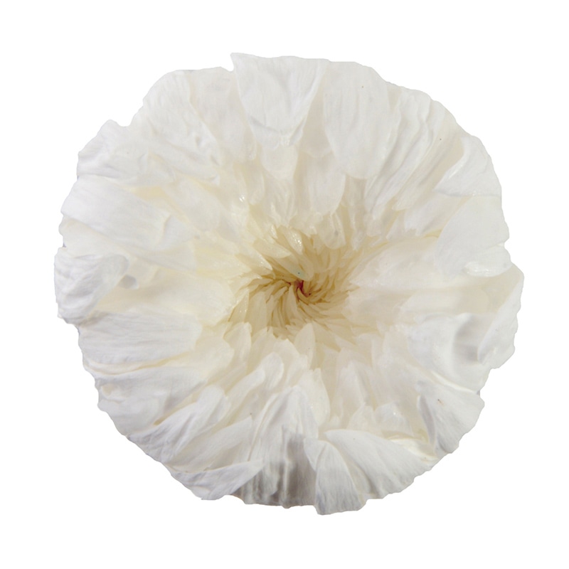 フロールエバー プリザーブドフラワー　輪ギク パールホワイト FL451-01 6輪/箱（ご注文単位1箱）【直送品】