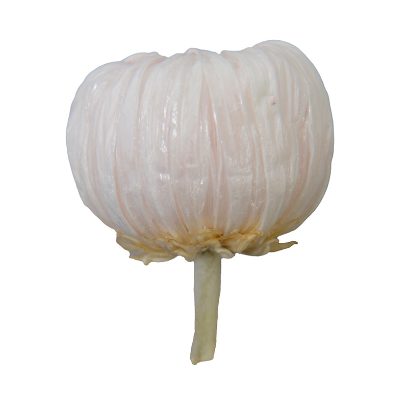 フロールエバー プリザーブドフラワー 輪ギク デュオ ホワイト×グリーン FL4515-313 6輪/箱(ご注文単位1箱)【直送品】