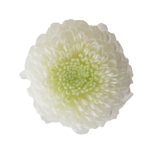 フロールエバー プリザーブドフラワー　ポンポンマム　デュオ ホワイト×グリーン FL415-313 8輪/箱（ご注文単位1箱）【直送品】