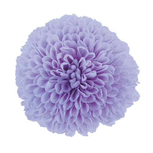 フロールエバー プリザーブドフラワー　ポンポンマム ソフトライラック FL410-43 8輪/箱（ご注文単位1箱）【直送品】