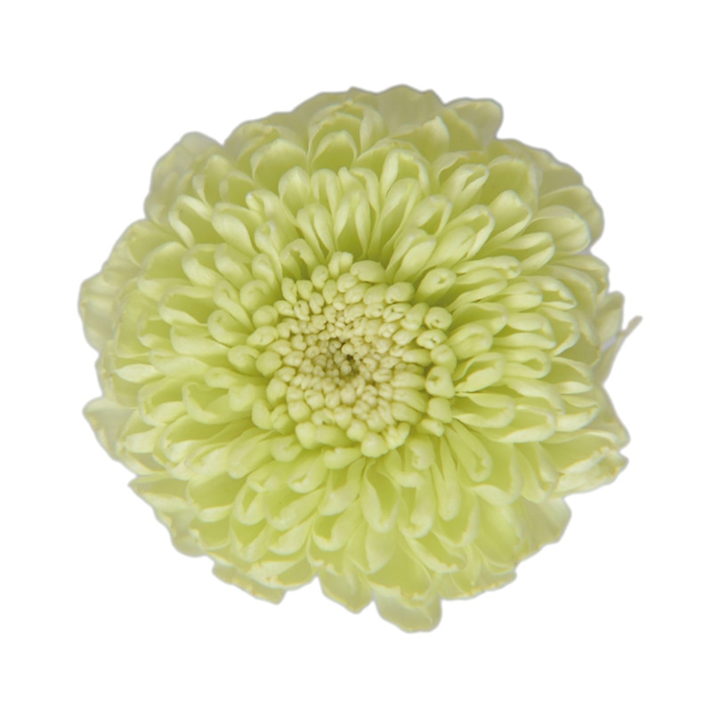 フロールエバー プリザーブドフラワー　ポンポンマム シトラスグリーン FL410-64 8輪/箱（ご注文単位1箱）【直送品】