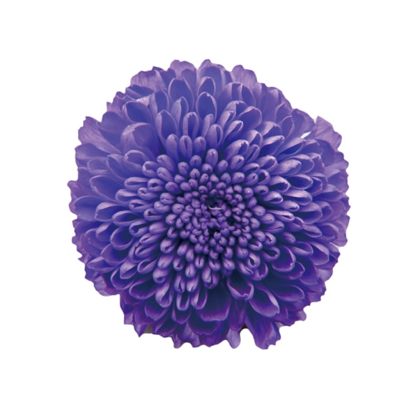 フロールエバー プリザーブドフラワー　ポンポンマム オーロラバイオレット FL410-86 8輪/箱（ご注文単位1箱）【直送品】