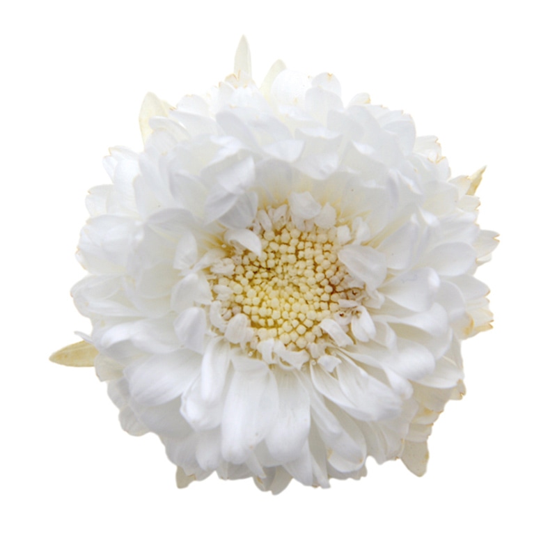 フロールエバー プリザーブドフラワー　アスター パールホワイト FL440-01 6輪/箱（ご注文単位1箱）【直送品】