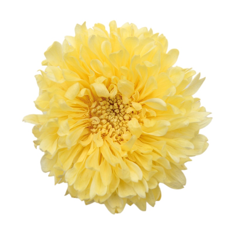 フロールエバー プリザーブドフラワー　アスター イエロー FL440-02 6輪/箱（ご注文単位1箱）【直送品】