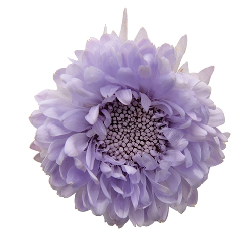 フロールエバー プリザーブドフラワー　アスター ソフトライラック FL440-43 6輪/箱（ご注文単位1箱）【直送品】